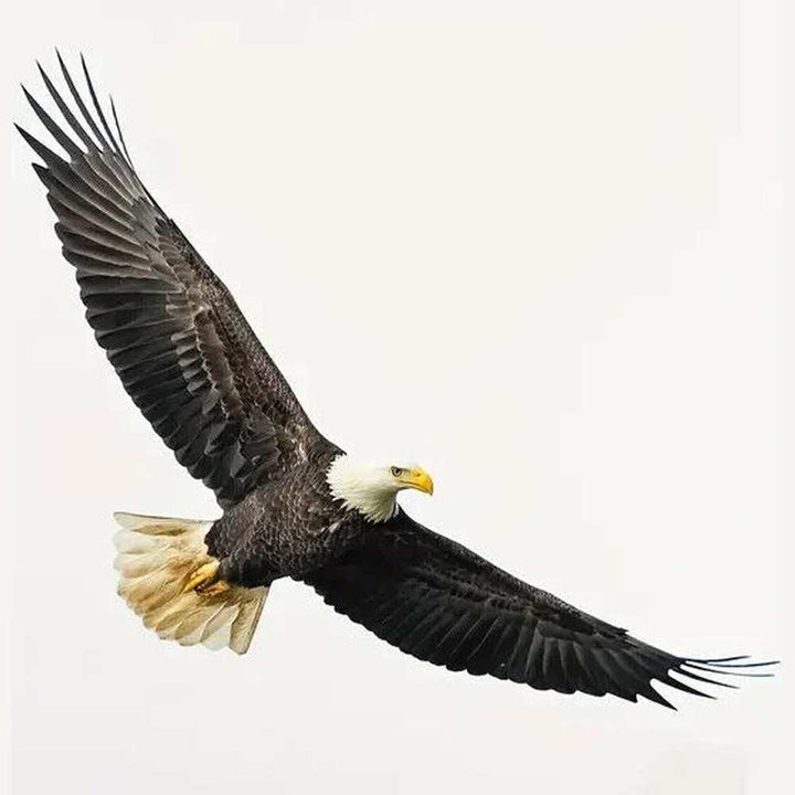 Realistic Flying Bald Eagle 3D Wall Decal 27.5" x 9.8" NEW! Home & Garden:Home Décor:Decals, Stickers & Vinyl Art Style Your Walls