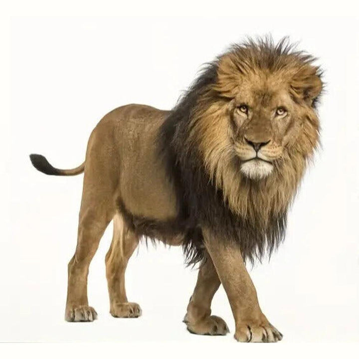 Realistic Majestic Lion 3D Wall Decal 15.7" x 23.6" NEW! Home & Garden:Home Décor:Decals, Stickers & Vinyl Art Style Your Walls
