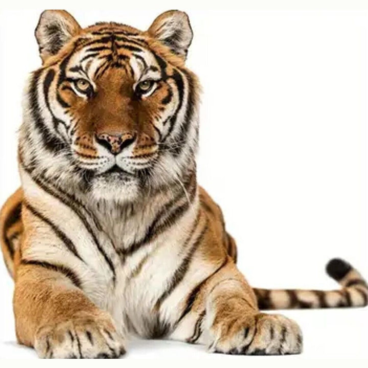 Realistic Tiger 3D Wall Decal 18.5" x 19.6" NEW! Home & Garden:Home Décor:Decals, Stickers & Vinyl Art Style Your Walls